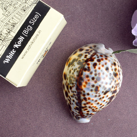 Big Size Kodi for Puja | Large Cowrie Shell for Pooja | Cowrie Shell for Spirituality | Cowrie for Prosperity | Sacred Cowrie for Rituals | Cowrie for Wealth | Puja Cowrie Shell | Cowrie Shell for Success | Large Cowrie for Worship | Cowrie for Protection | Spiritual Cowrie for Pooja | Cowrie Shell for Financial Growth | Cowrie Shell for Blessings | Sacred Cowrie for Rituals | Pooja Cowrie Shell