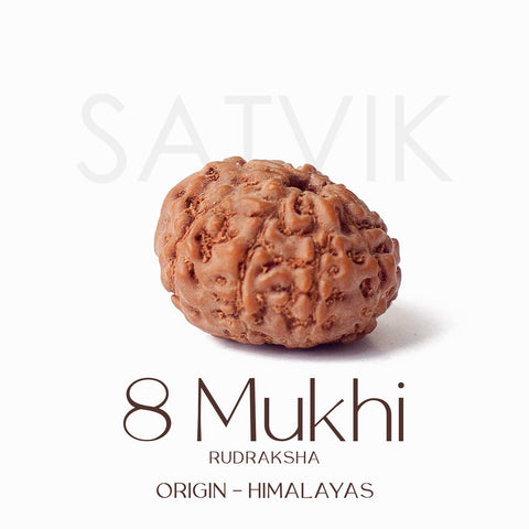 Certified 8 Mukhi Rudraksha bead in natural brown color from Indo origin placed on red cloth for success, clarity, and spiritual protection. India’s Largest Pooja Accessories Brand - www.satvikstore.in